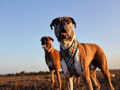 ZEEDOG AIR MESH HARNESS PHANTOM L