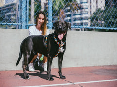 ZEEDOG H-HARNESS PHANTOM M