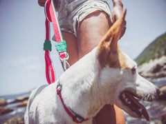 ZeeDog Lola Dog H-Harness M