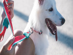ZEEDOG LEASH LOLA L