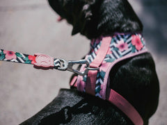 ZEEDOG AIR MESH HARNESS MAHALO M