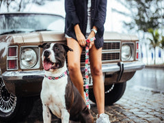 ZEEDOG LEASH MAHALO L