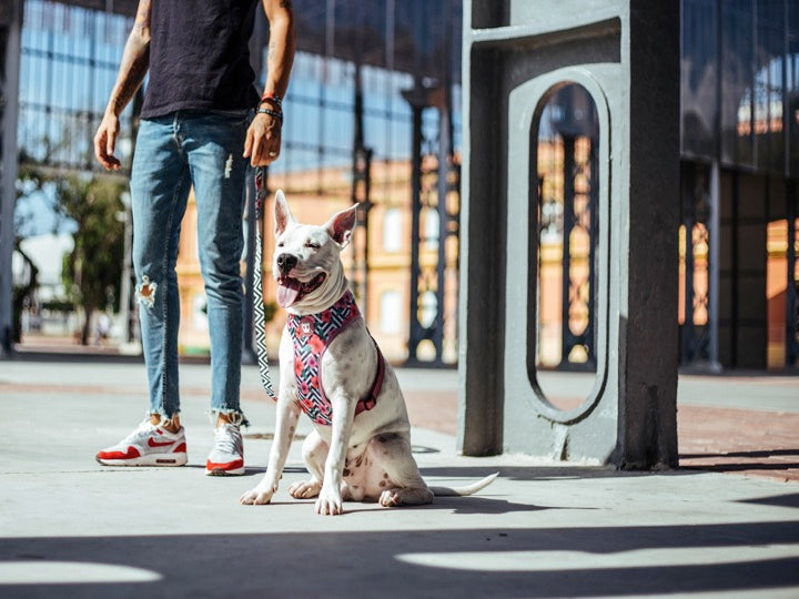 ZEEDOG AIR MESH HARNESS MAHALO M