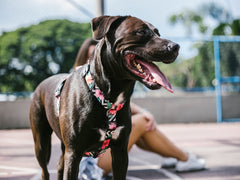 ZEEDOG H-HARNESS MAHALO M