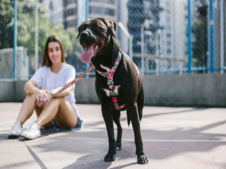 ZEEDOG H-HARNESS MAHALO M