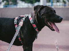 ZEEDOG H-HARNESS MAHALO L